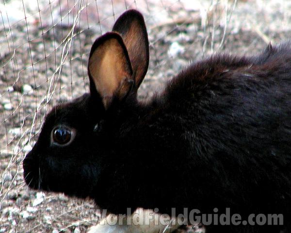 Side View in  Cage<br>(Location of Picture: Farm, Neville Ridge, Wa, USA, 2006)