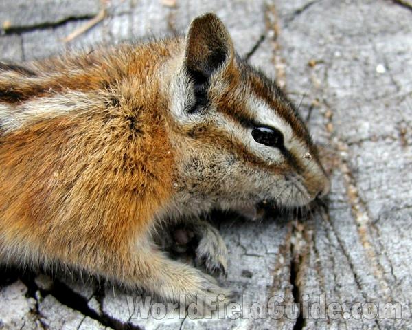 Face - Side View<br>(Location of Picture: Conconully, Wa, USA, 2006)