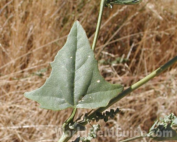 Leaf<br>(Location of Picture: Rebecca Lake, Washington, USA, 2006)