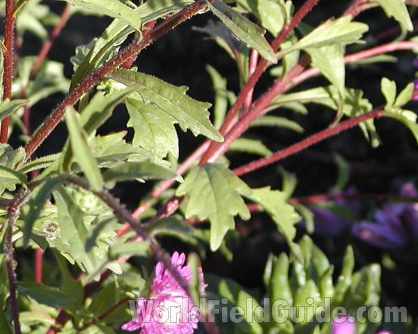 Leaves and Stem<br>(Location of Picture: Ornamental, Okanogan, Wa, 2006)