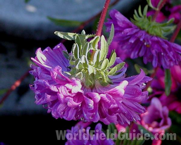 Flower - Back View<br>(Location of Picture: Ornamental, Okanogan, Wa, 2006)