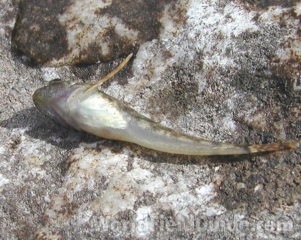Under Side<br>(Location of Picture: Okanogan River, Washington, USA, 06)