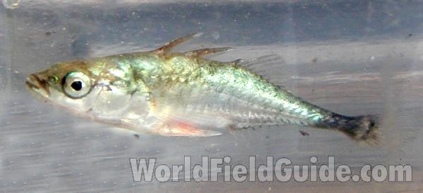 Male - Side View<br>(Location of Picture: Okanogan River, Washington, USA, 06)