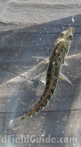 Female - Dorsal View<br>(Location of Picture: Okanogan River, Washington, USA, 06)