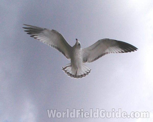 Adult Flying - Show Underside<br>(Location of Picture: Columbia River, Washington, Fall 06)