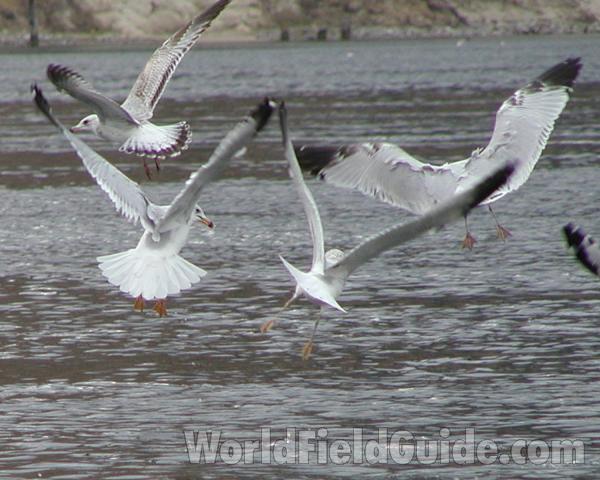 Flock Over Water<br>(Location of Picture: Columbia River, Washington, Fall 06)