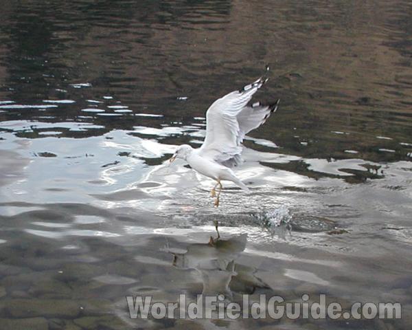 Adult Feeding<br>(Location of Picture: Columbia River, Washington, Fall 06)