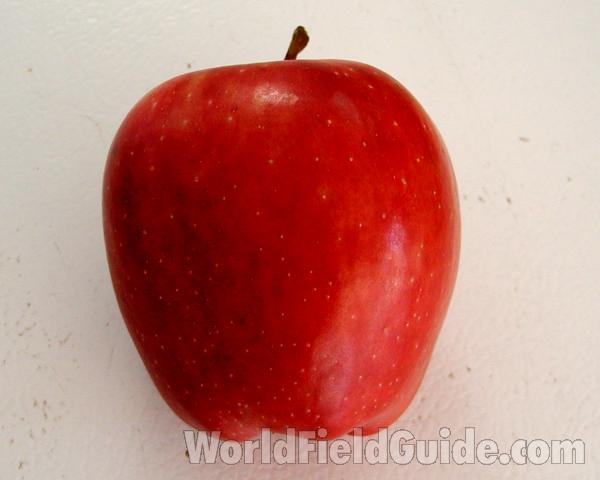 Fruit<br>(Location of Picture: Orchard, Okanogan, Wa, USA, 2006)