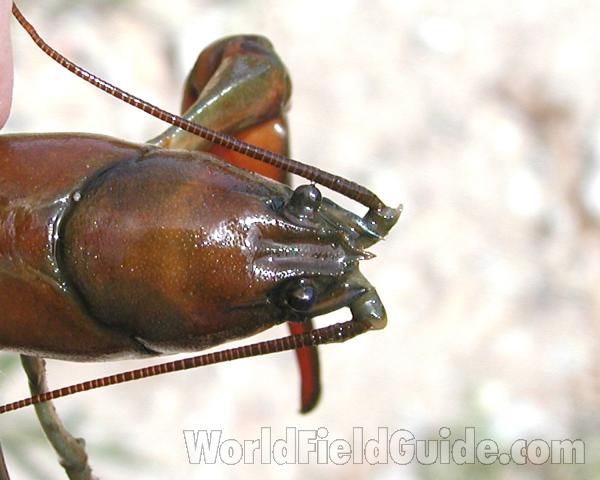 Close View - Head Dorsal<br>(Location of Picture: Columbia River, Wa, USA, Fall 2006)