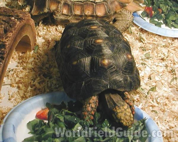 Eating Greens<br>(Location of Picture: Reptile Zoo, Monroe, Wa, USA, 2006)