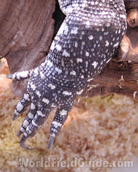View Of Foot<br>(Location of Picture: Reptile Zoo, Monroe, Wa, USA, 2006)