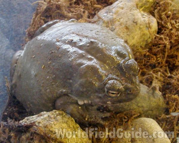 Angle View<br>(Location of Picture: Reptile Zoo, Monroe, Wa, USA, 2006)