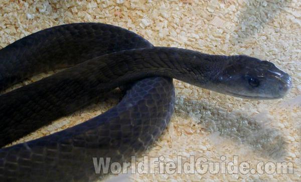 Head and Body<br>(Location of Picture: Reptile Zoo, Monroe, Wa, USA, 2006)