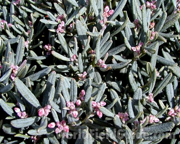 Leaves and Flowers<br>(Location of Picture: Commercially Grown)