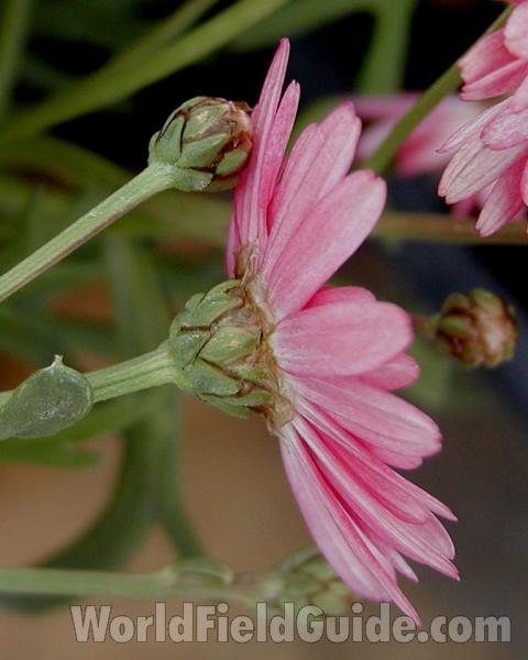 Flower - Side View<br>(Location of Picture: Commercially Grown)