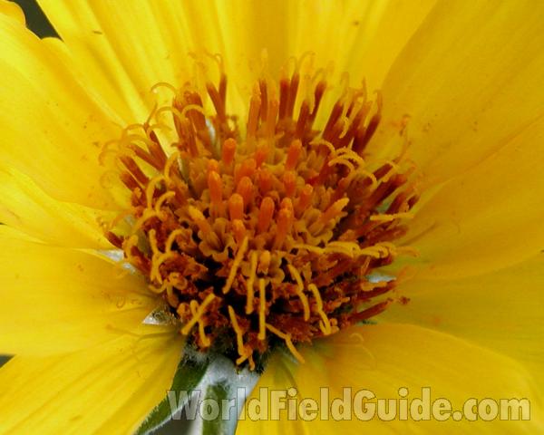 Center Of Flower<br>(Location of Picture: Omak Lake, Washington, USA, 2007)