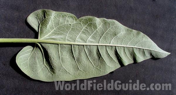 Leaf - Underside<br>(Location of Picture: Omak Lake, Washington, USA, 2007)