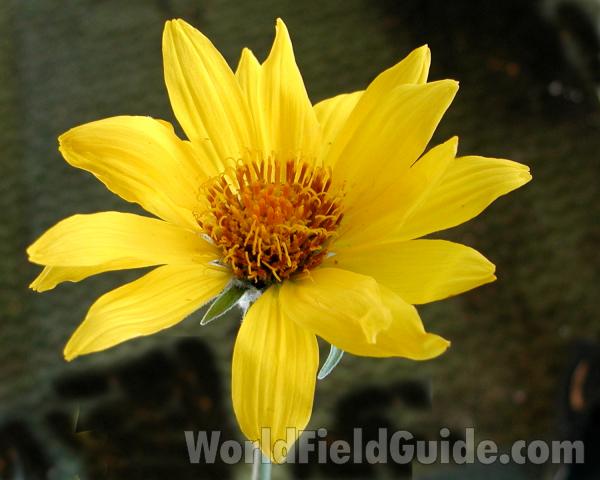 Flower - Front View<br>(Location of Picture: Omak Lake, Washington, USA, 2007)