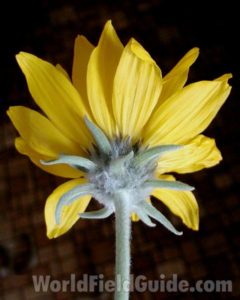 Flower - Back View<br>(Location of Picture: Omak Lake, Washington, USA, 2007)
