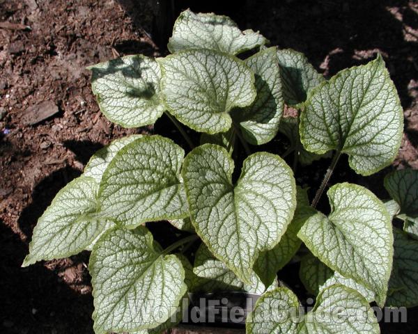 Leaves<br>(Location of Picture: Ornamental(Shady Creek), Wa, 2007)