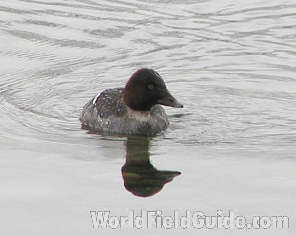 Front View in  Habitat<br>(Location of Picture: Columbia River, Washington, USA)
