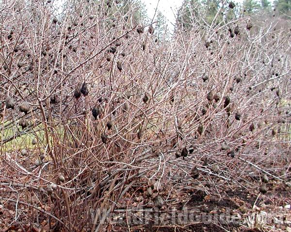 Winter Form<br>(Location of Picture: Manito Garden, Wa, USA, 2007)