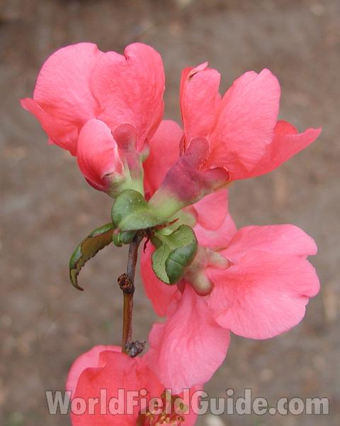 Flowers - Side View<br>(Location of Picture: Garden, Okanogan, Wa, USA, 2007)