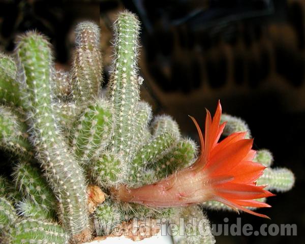 Flower - Side View<br>(Location of Picture: House Plant, Okanogan, Wa, USA)