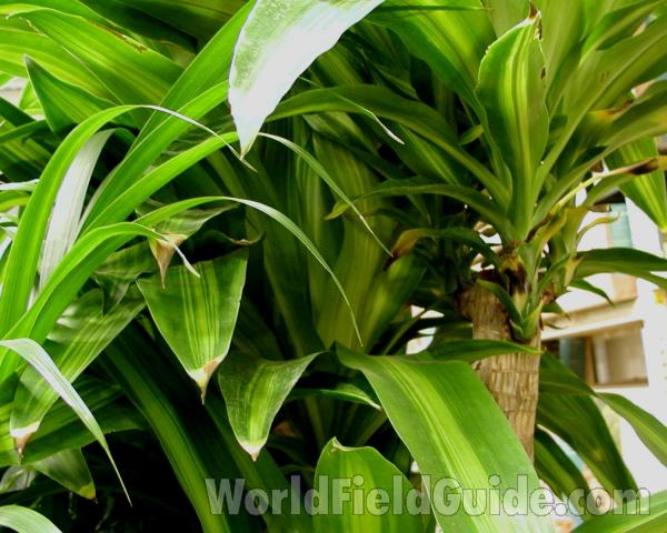 Leaves<br>(Location of Picture: Commercially Grown)