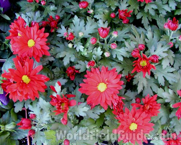 Red Flowers and Leaves<br>(Location of Picture: Commercially Grown)