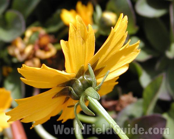 Flower - Side View<br>(Location of Picture: Commercially Grown)