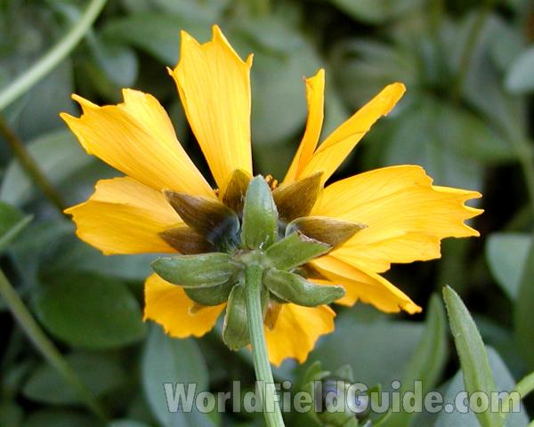 Flower - Rear View<br>(Location of Picture: Commercially Grown)