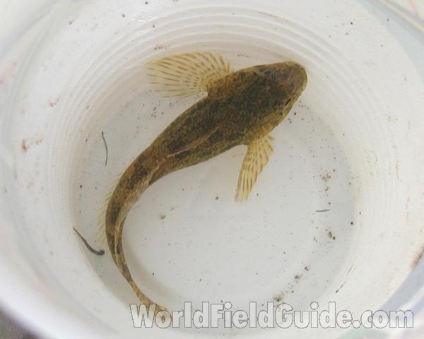 Dorsal View<br>(Location of Picture: Columbia River, Wa, USA, 2007)
