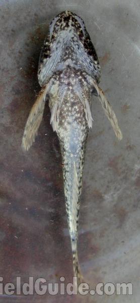 Underside<br>(Location of Picture: Columbia River, Wa, USA, 2007)
