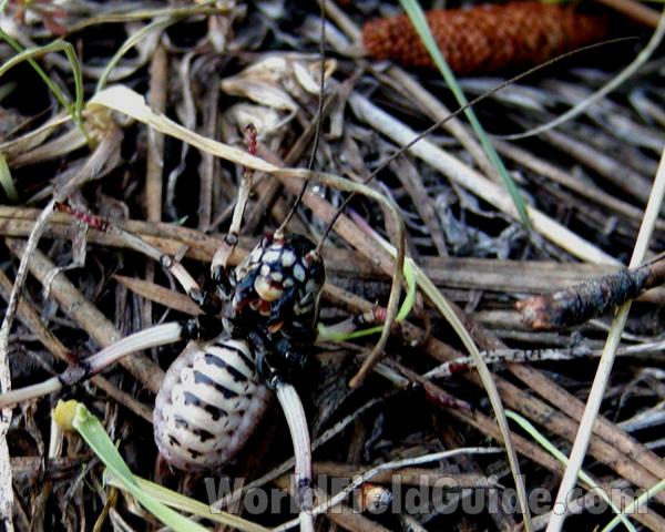 Underside<br>(Location of Picture: Conconully, Wa, USA, 2007)