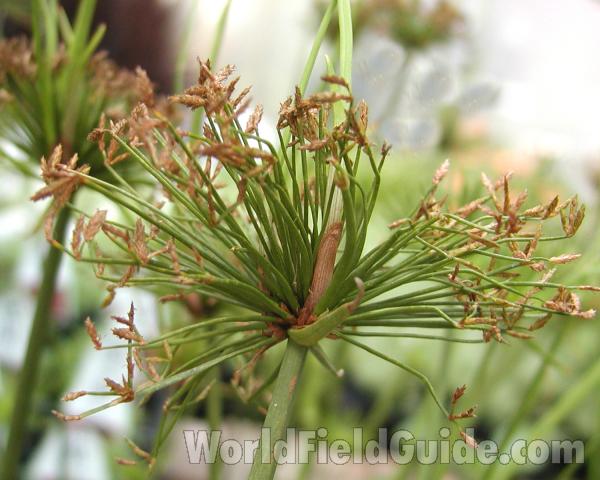Side View<br>(Location of Picture: Shady Creek, Wa, USA, 2007)