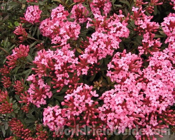 Top Of Plant in  Bloom<br>(Location of Picture: Commercially Grown)