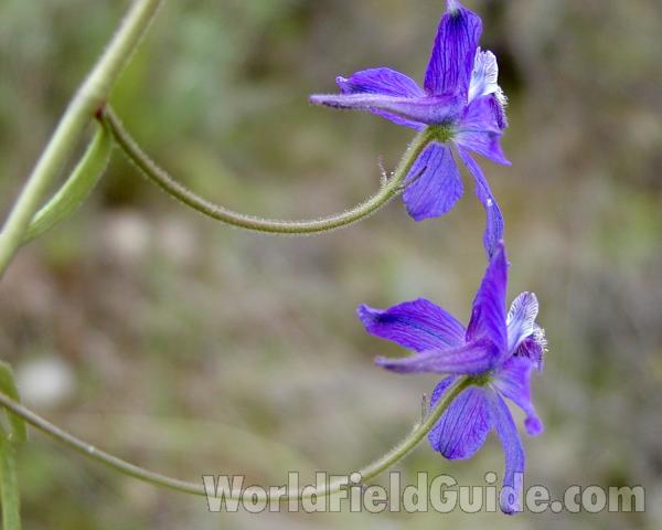 Flowers - Side View<br>(Location of Picture: Columbia River, Wa, USA, 2007)