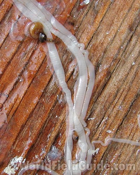 Close View<br>(Location of Picture: Big Goose Lake, Wa, USA, 2007)