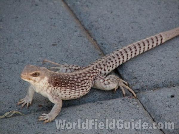 Silhouette<br>(Location of Picture: Pet - Welton, Washington, USA, 2007)