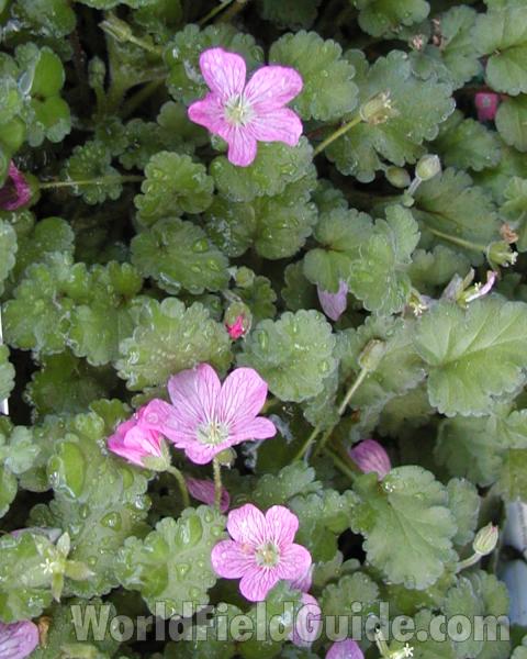 Flowers and Leaves<br>(Location of Picture: Commercially Grown)