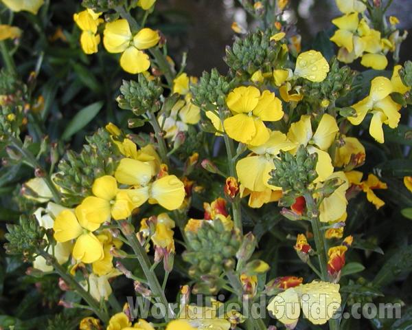 Top Of Plant in  Bloom<br>(Location of Picture: Commercially Grown)