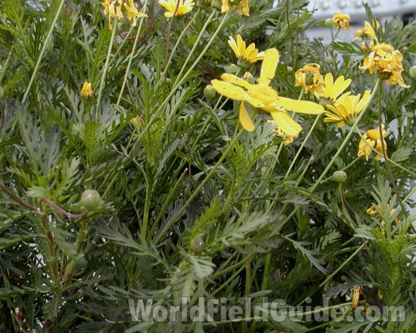 Garden View<br>(Location of Picture: Commercially Grown)