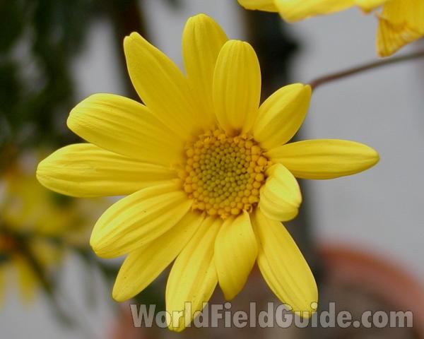 Flower - Front View<br>(Location of Picture: Commercially Grown)