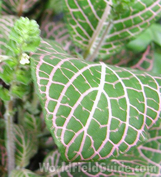 Leaf<br>(Location of Picture: Commercially Grown)