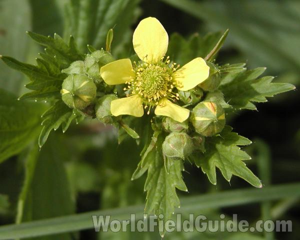Basal Leaf<br>(Location of Picture: Okanogan, Wa, USA, 2007)