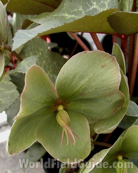 Flower - Front View<br>(Location of Picture: Shady Creek, Wa, USA, 2007)