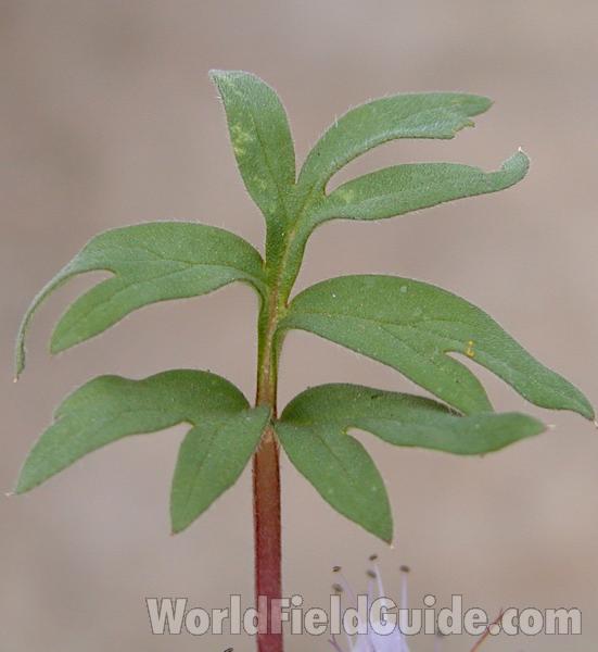 Leaf<br>(Location of Picture: Neville Ridge, Washington, USA, '07)