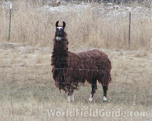 Front View Of Brown Example<br>(Location of Picture: Wilbur, Washington, USA, 2007)