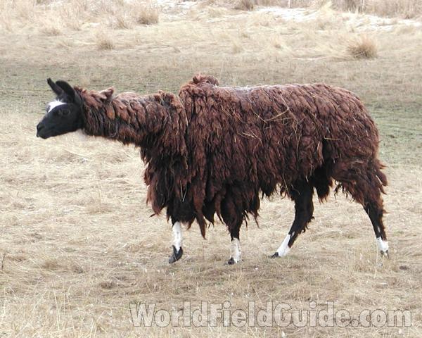 Side View Of Brown Example<br>(Location of Picture: Wilbur, Washington, USA, 2007)